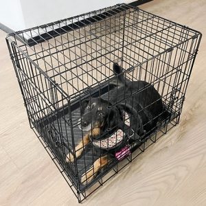 Guacal para Perros Razas Medianas XL con Bandeja